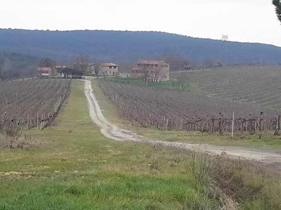 Immagine 19 di Azienda agricola in vendita  a San Gimignano
