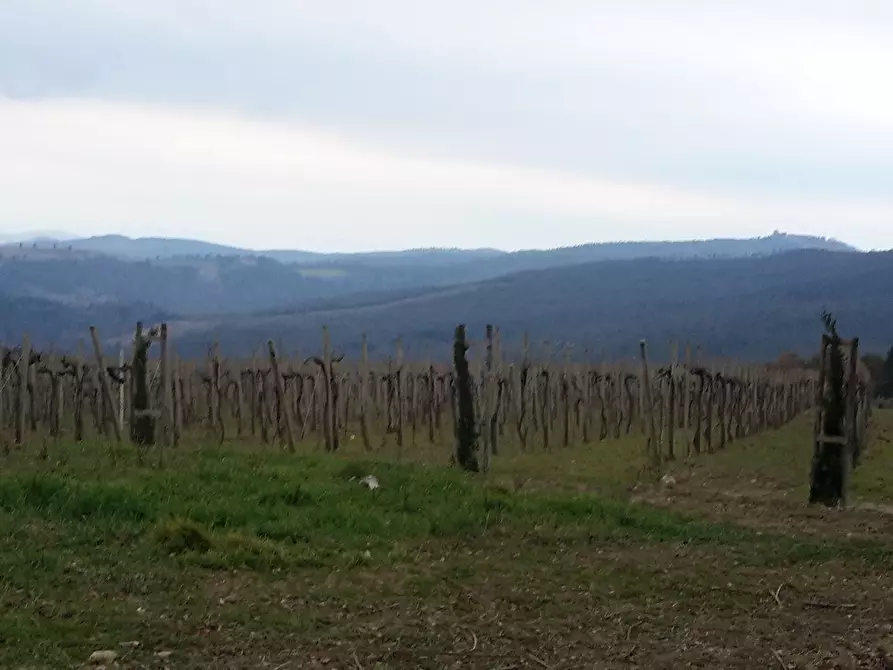 Immagine 16 di Azienda agricola in vendita  a San Gimignano