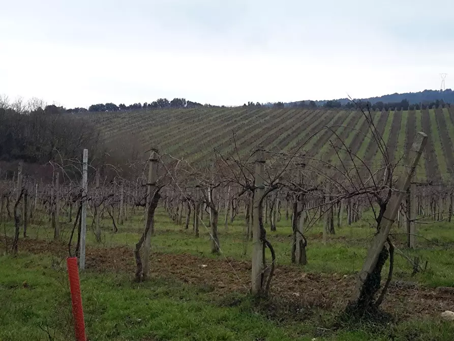 Immagine 4 di Azienda agricola in vendita  a San Gimignano