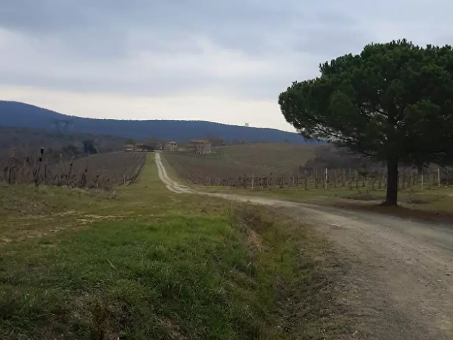 Immagine 18 di Azienda agricola in vendita  a San Gimignano