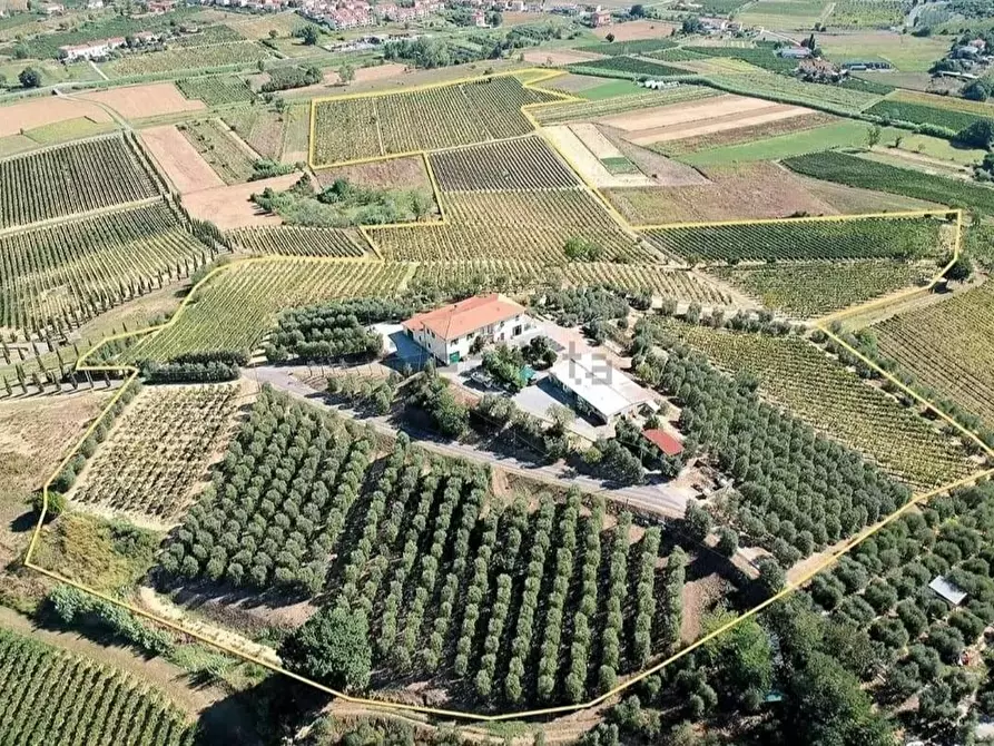 Immagine 3 di Azienda agricola in vendita  a Cerreto Guidi