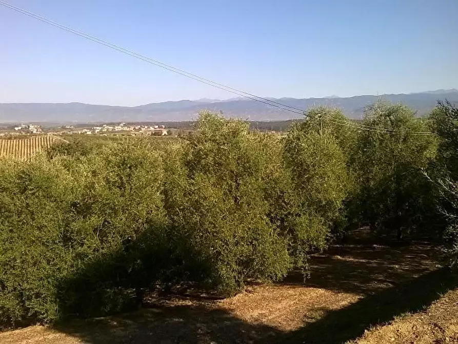 Immagine 15 di Azienda agricola in vendita  a Cerreto Guidi