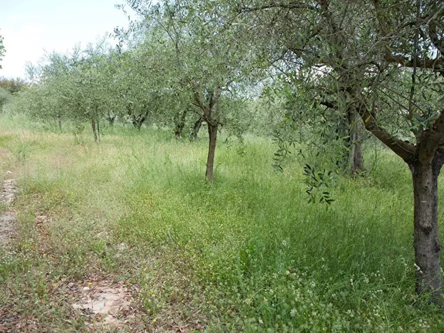 Immagine 30 di Casa colonica in vendita  a Sovicille