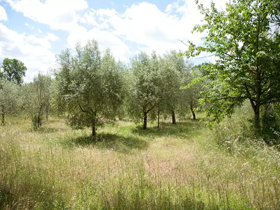 Immagine 28 di Casa colonica in vendita  a Sovicille
