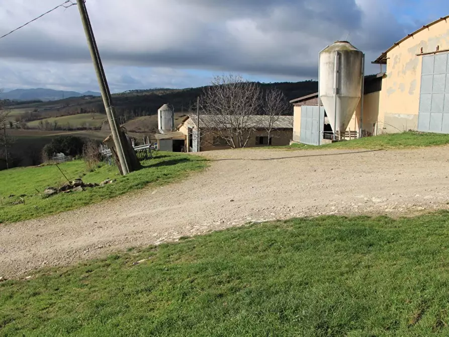 Immagine 6 di Azienda agricola in vendita  a Casole D'elsa