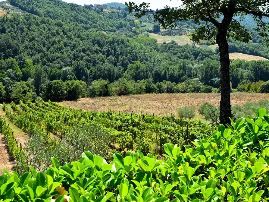 Immagine 23 di Casa colonica in vendita  a Monterchi