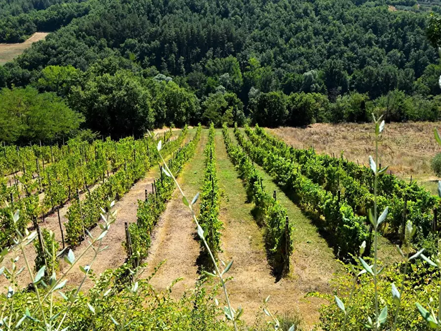 Immagine 24 di Casa colonica in vendita  a Monterchi