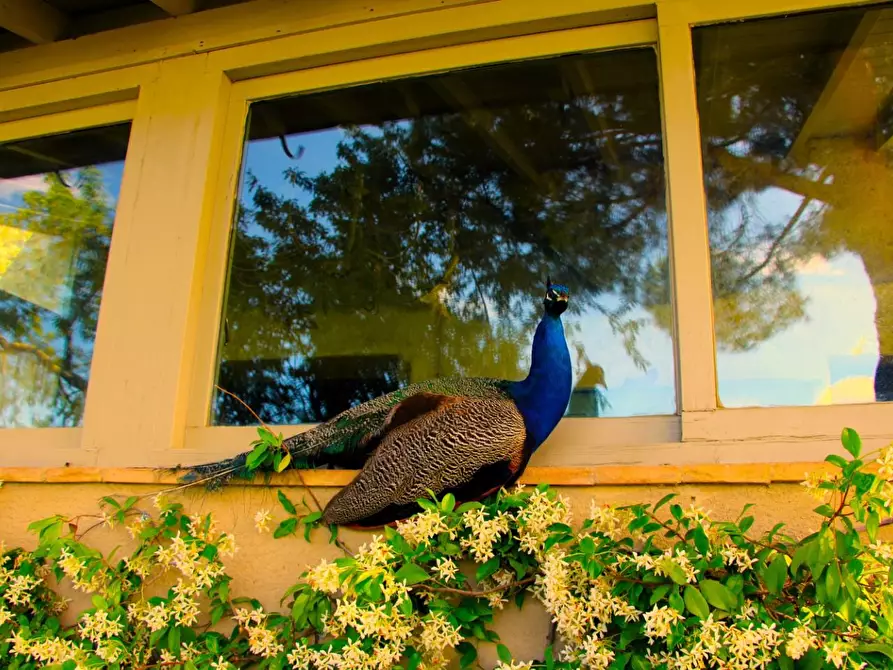 Immagine 25 di Rustico / casale in vendita  a Casole D'elsa