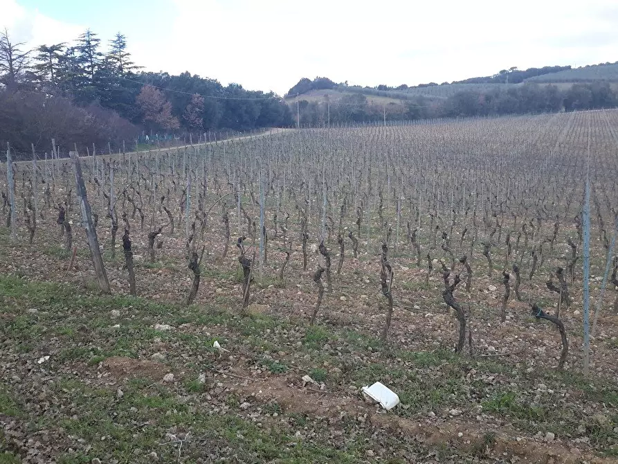 Immagine 1 di Casa colonica in vendita  a Murlo