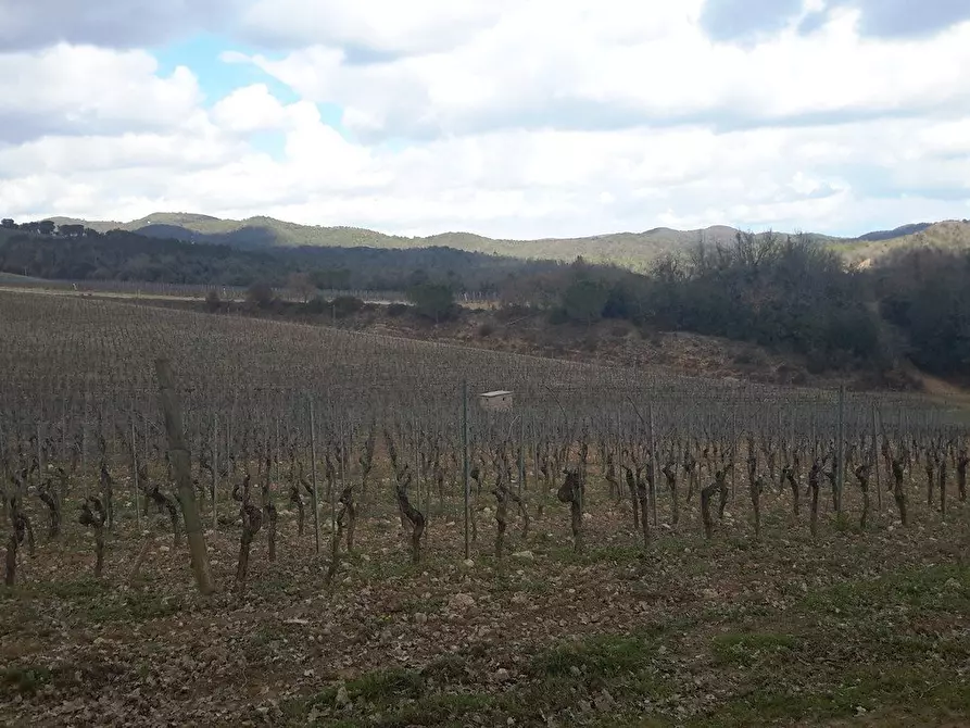 Immagine 18 di Casa colonica in vendita  a Murlo