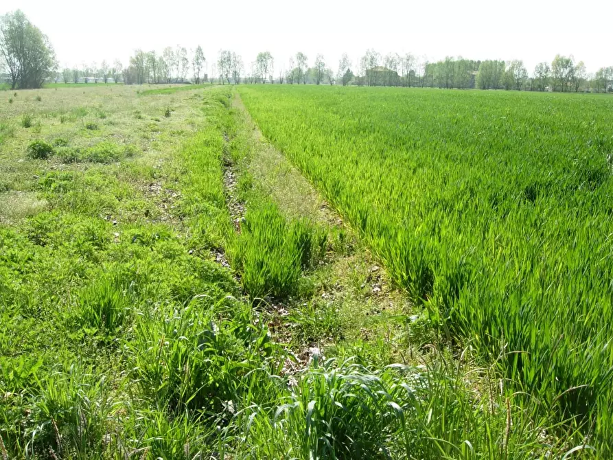 Immagine 1 di Terreno agricolo in vendita  a Vicopisano