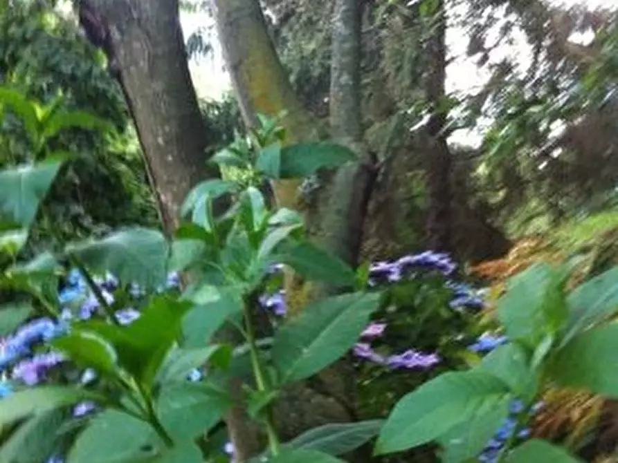 Immagine 19 di Rustico / casale in vendita  a San Giuliano Terme