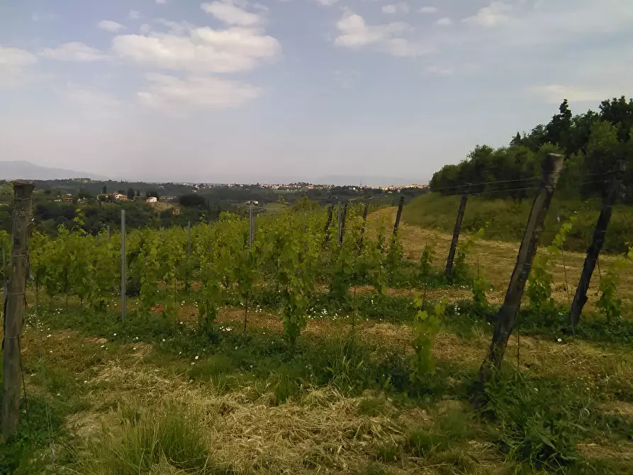 Immagine 1 di Azienda agricola in vendita  a San Miniato