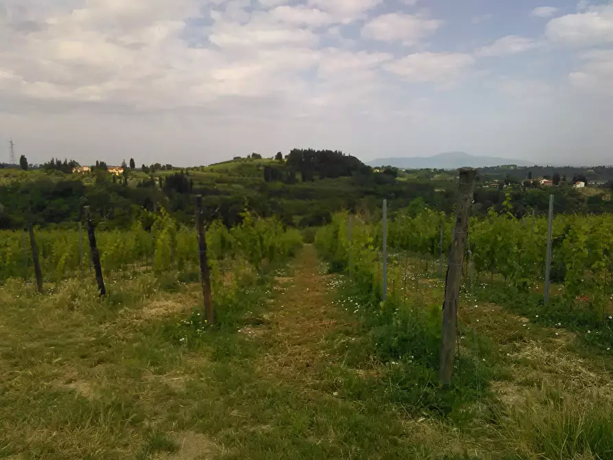 Immagine 23 di Azienda agricola in vendita  a San Miniato