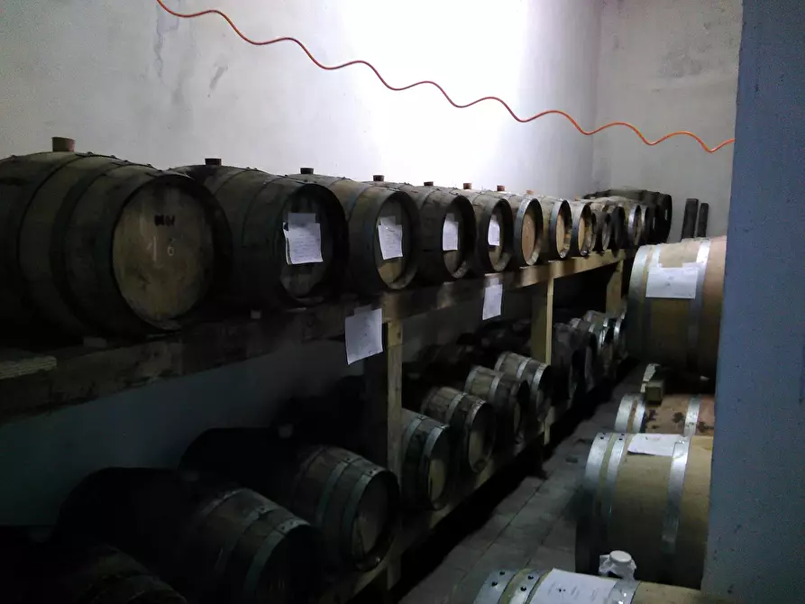 Immagine 14 di Azienda agricola in vendita  a San Miniato