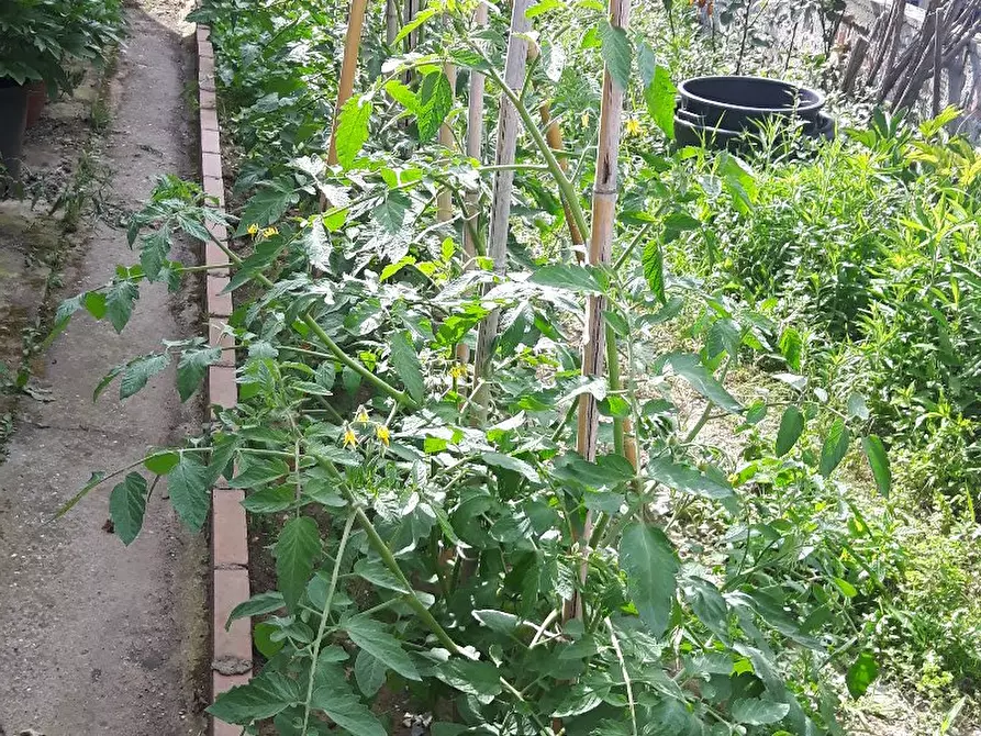 Immagine 5 di Terratetto in vendita  a Cascina