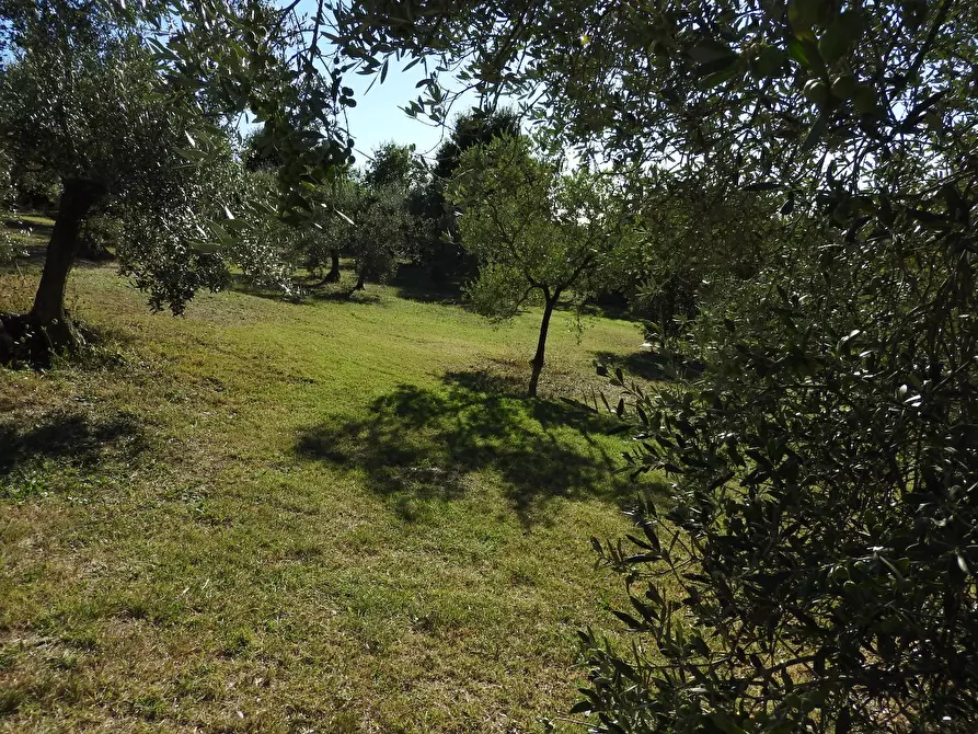 Immagine 12 di Casa colonica in vendita  a Cecina