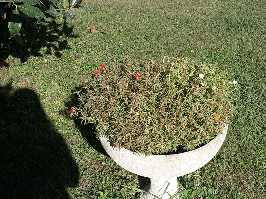 Immagine 3 di Appartamento in vendita  a Castelfranco Di Sotto