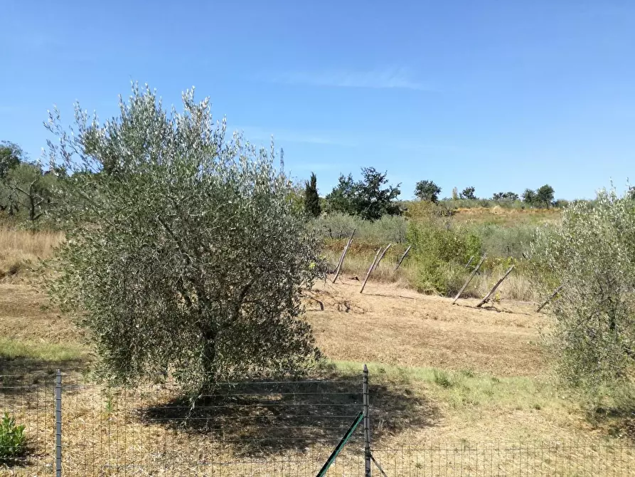 Immagine 11 di Casa indipendente in vendita  a Terricciola