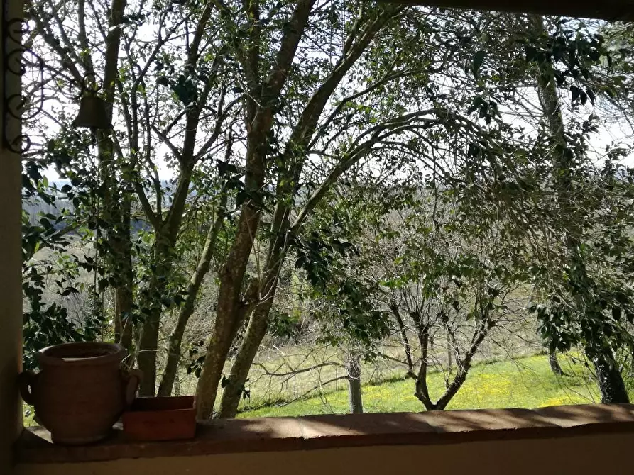 Immagine 10 di Terratetto in affitto  a Capannoli