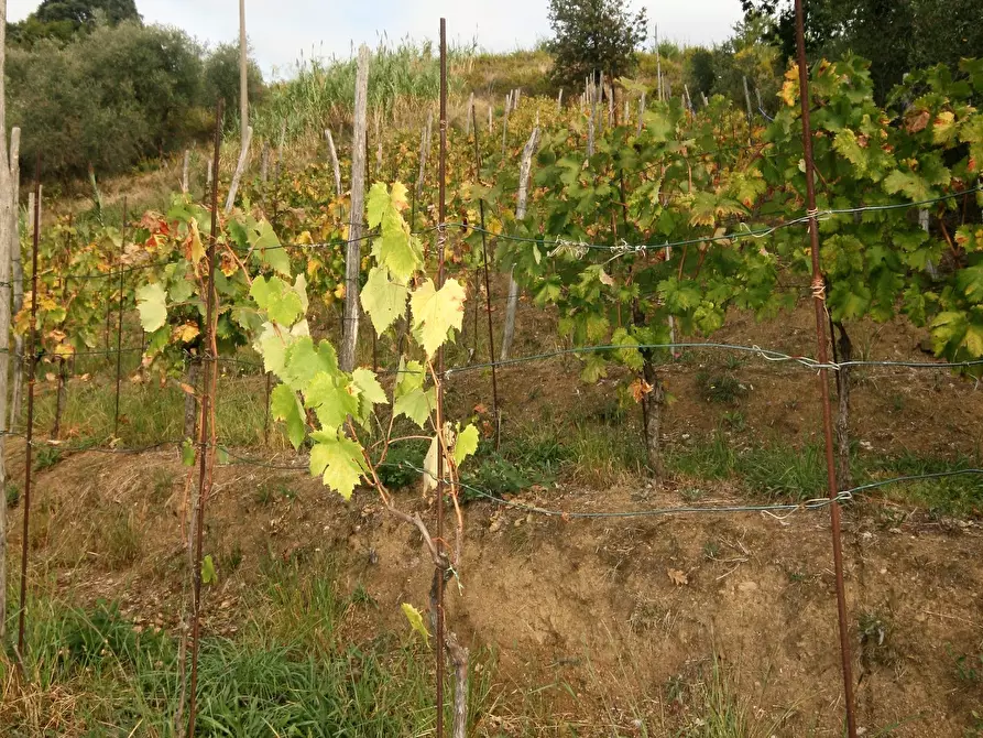 Immagine 59 di Casa colonica in vendita  a Carrara