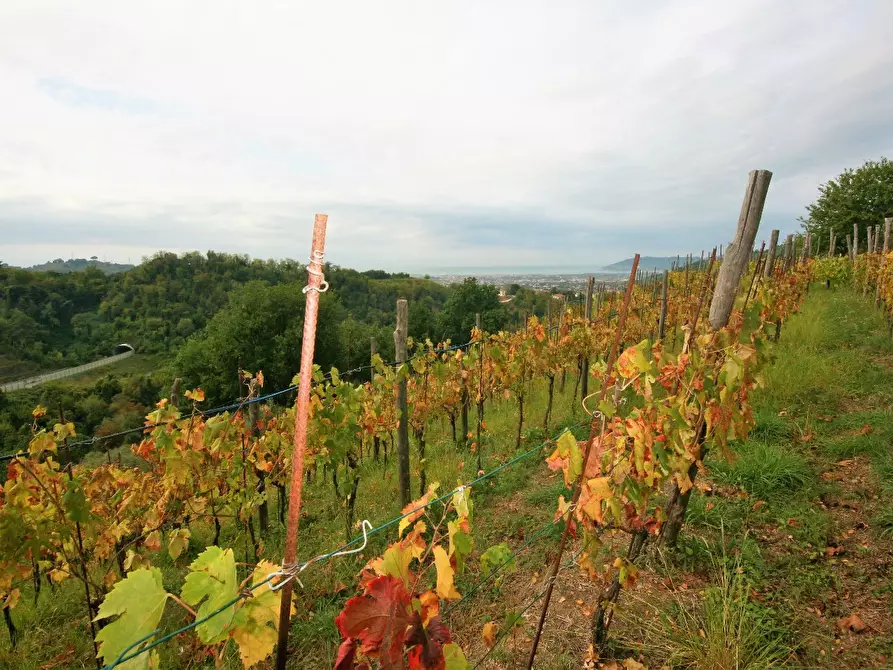 Immagine 65 di Casa colonica in vendita  a Carrara