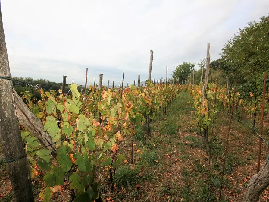 Immagine 64 di Casa colonica in vendita  a Carrara