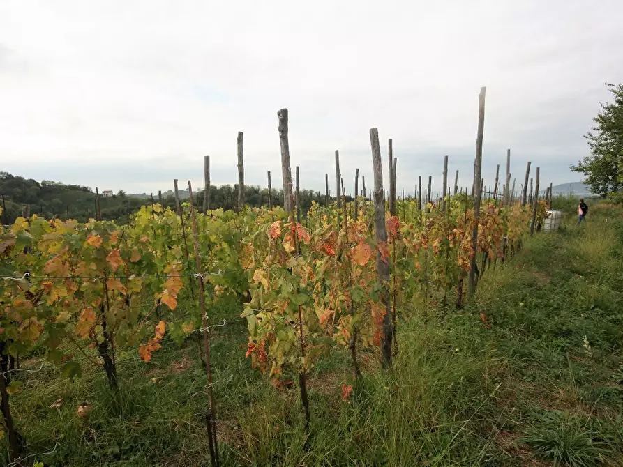 Immagine 67 di Casa colonica in vendita  a Carrara