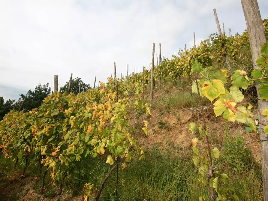 Immagine 62 di Casa colonica in vendita  a Carrara
