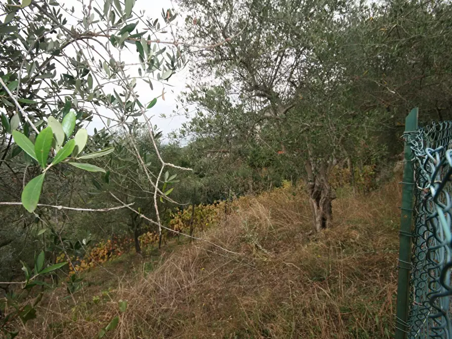 Immagine 77 di Casa colonica in vendita  a Carrara