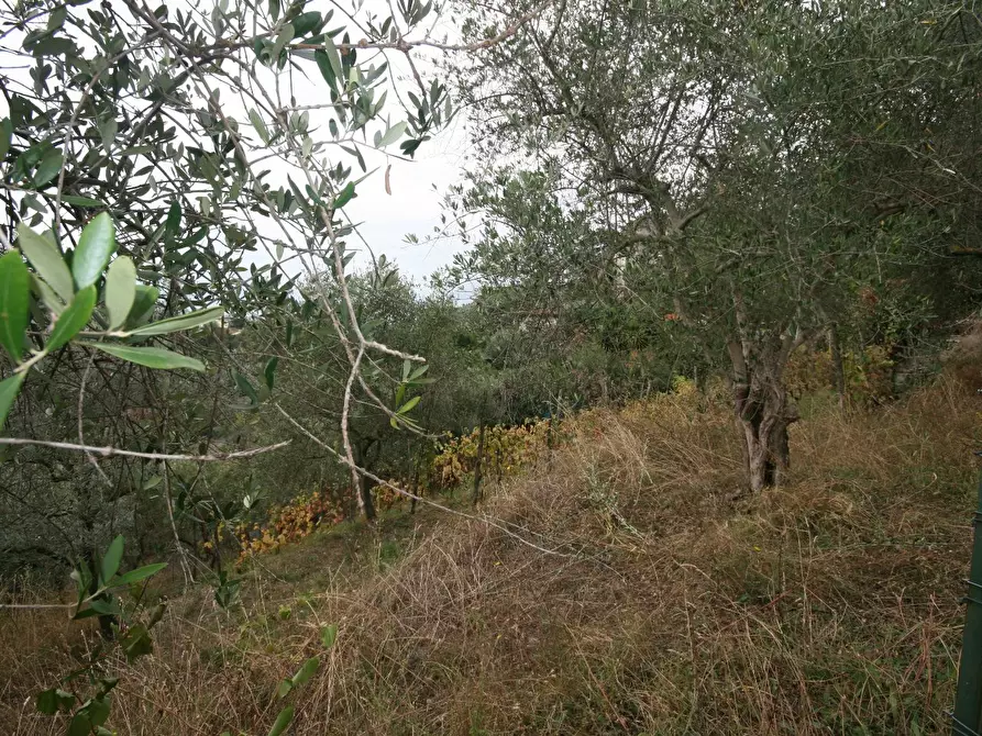 Immagine 76 di Casa colonica in vendita  a Carrara