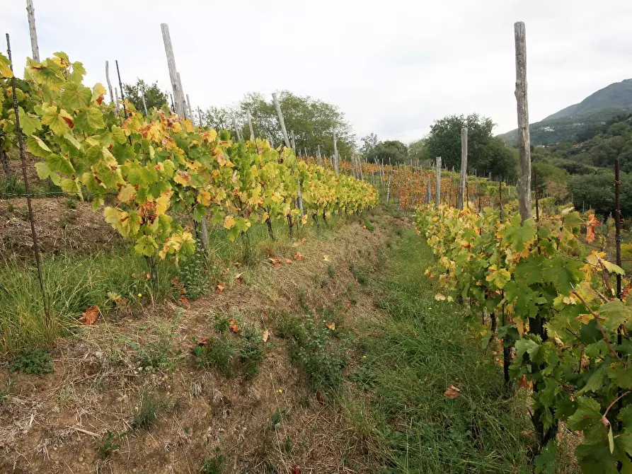 Immagine 72 di Casa colonica in vendita  a Carrara