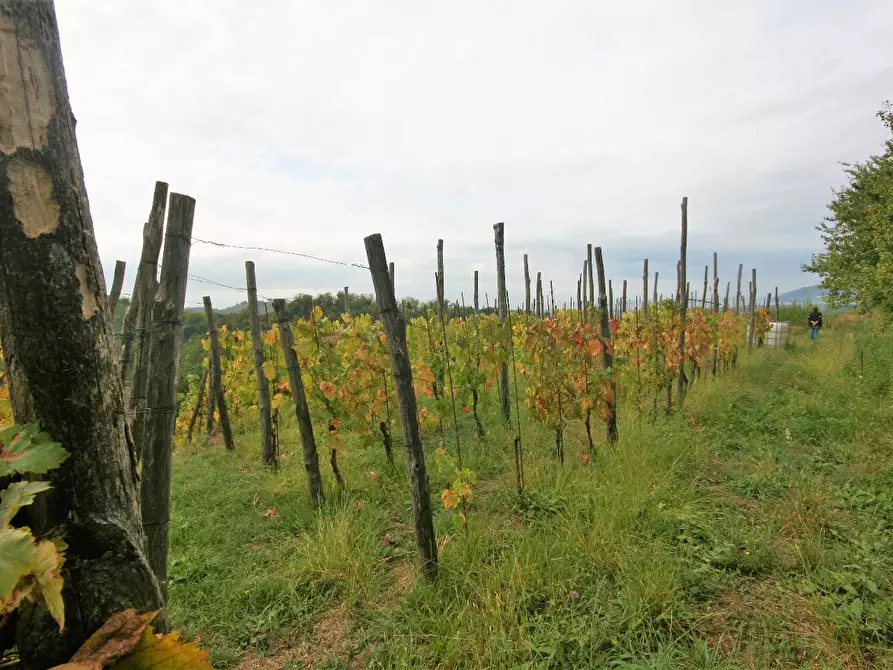Immagine 66 di Casa colonica in vendita  a Carrara