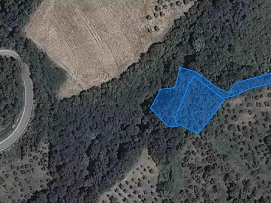 Immagine 3 di Terreno agricolo in vendita  a Chianni