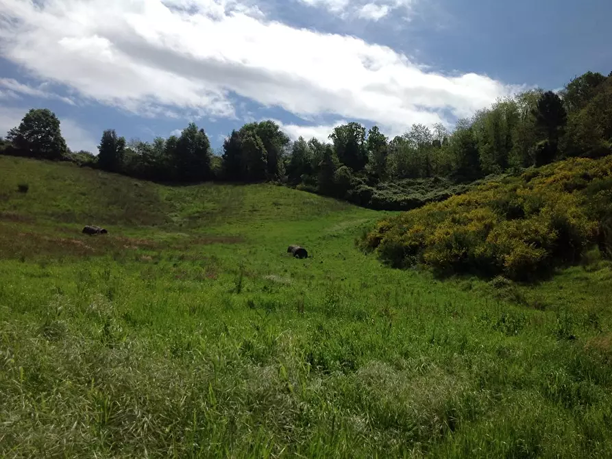 Immagine 31 di Azienda agricola in vendita  a Montaione
