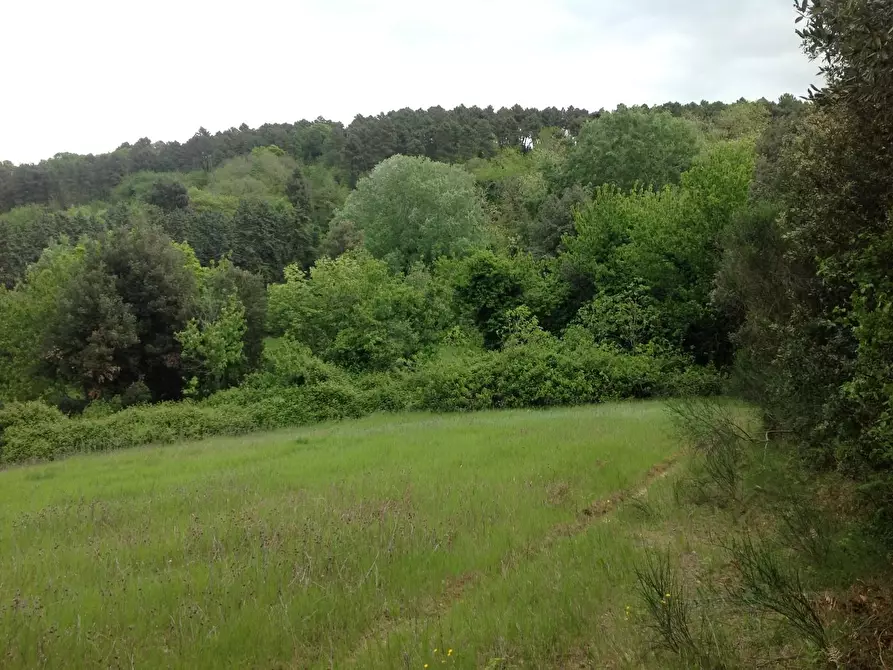 Immagine 20 di Azienda agricola in vendita  a Montaione