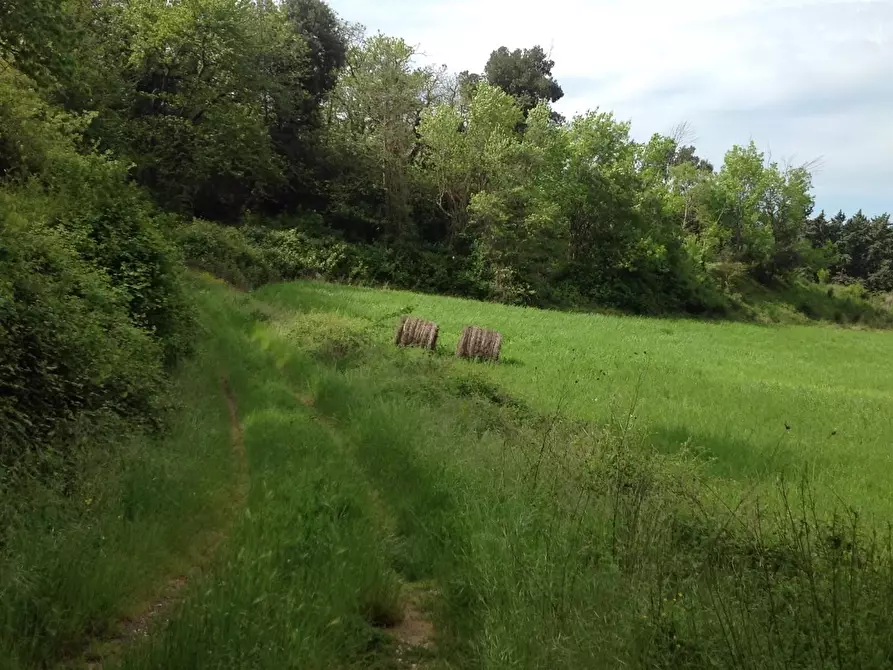 Immagine 12 di Azienda agricola in vendita  a Montaione