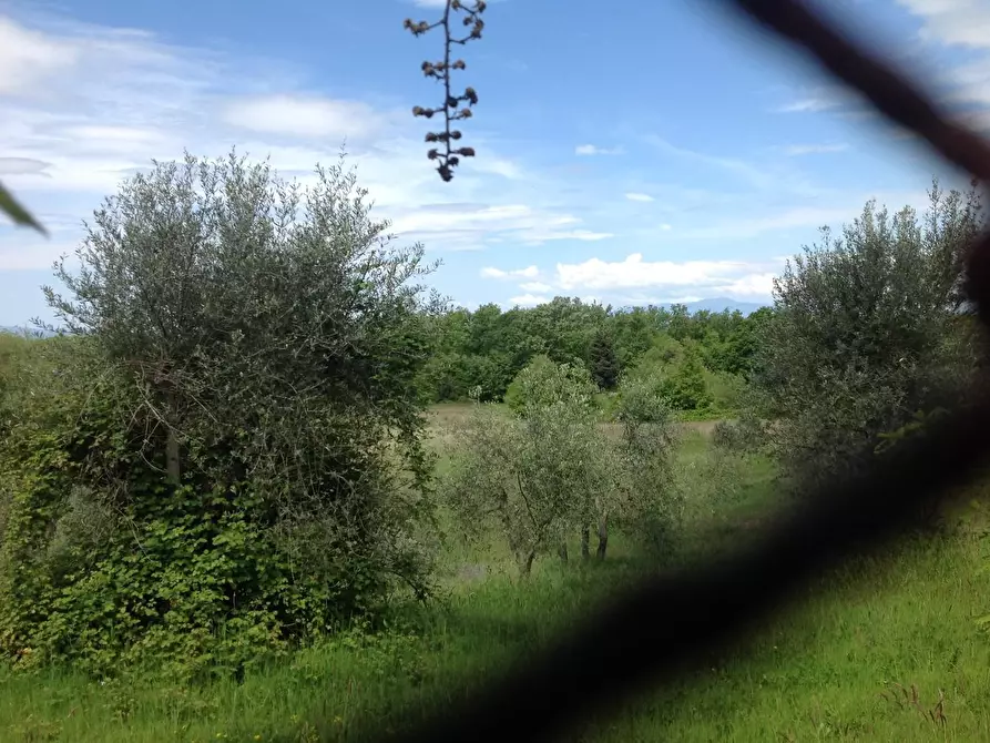 Immagine 40 di Azienda agricola in vendita  a Montaione