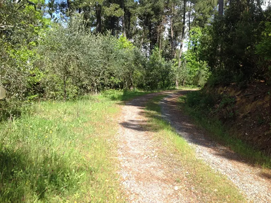 Immagine 33 di Azienda agricola in vendita  a Montaione