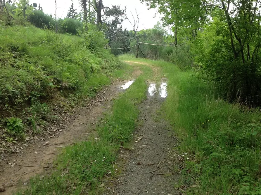 Immagine 13 di Azienda agricola in vendita  a Montaione