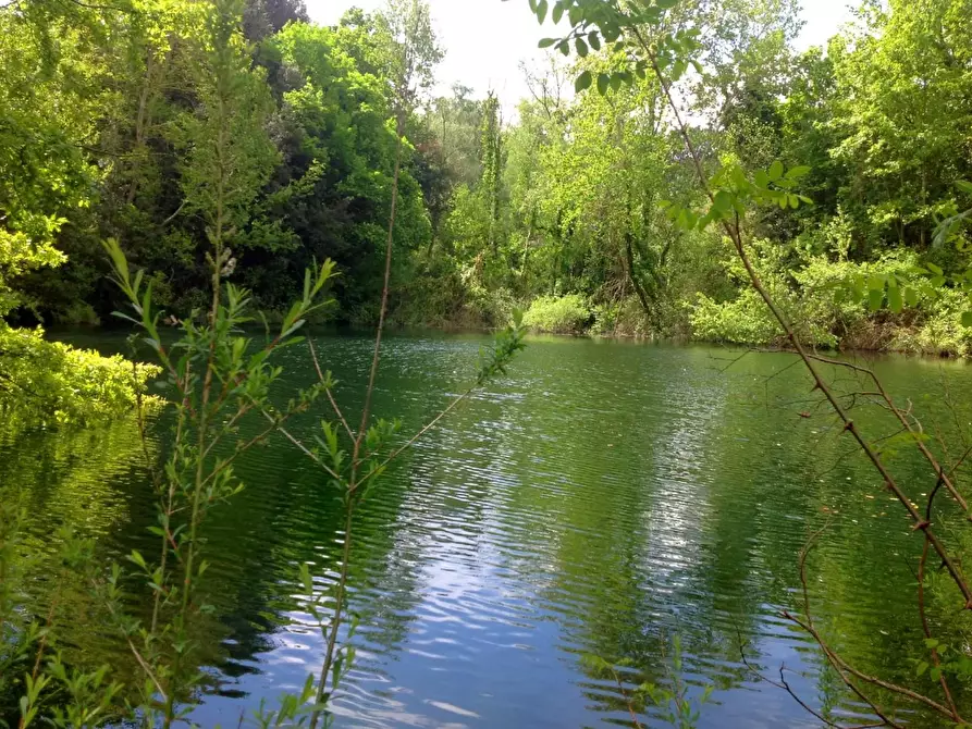Immagine 2 di Azienda agricola in vendita  a Montaione