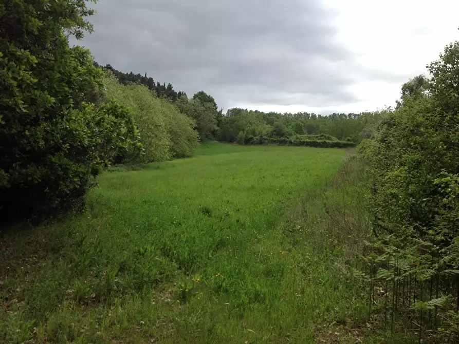 Immagine 18 di Azienda agricola in vendita  a Montaione