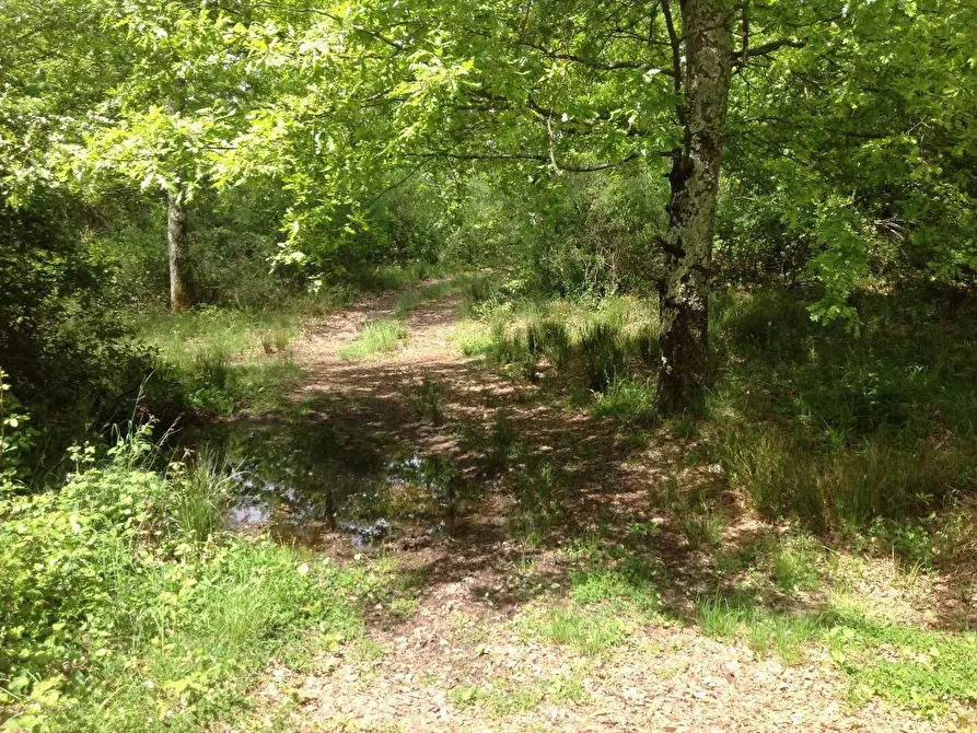 Immagine 38 di Azienda agricola in vendita  a Montaione
