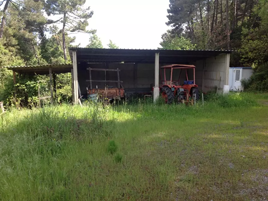 Immagine 5 di Azienda agricola in vendita  a Montaione