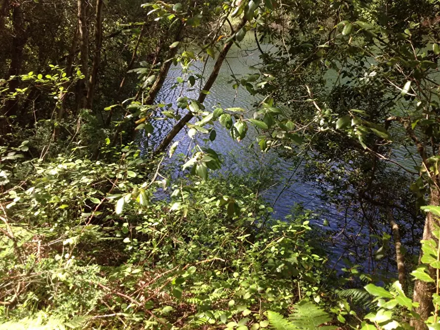 Immagine 28 di Azienda agricola in vendita  a Montaione