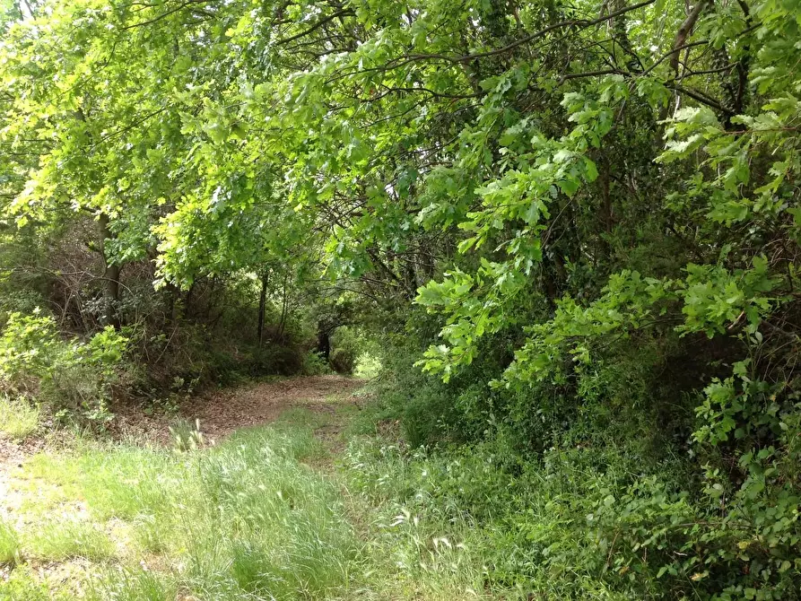 Immagine 35 di Azienda agricola in vendita  a Montaione