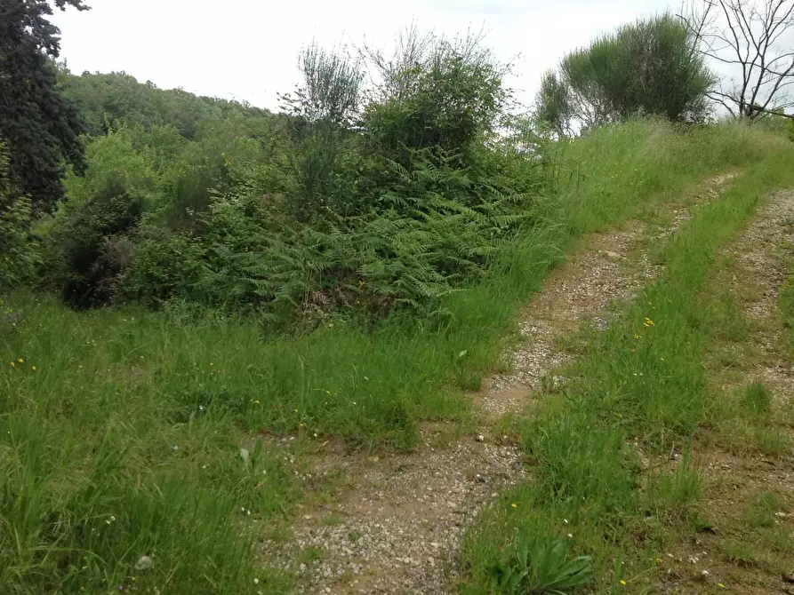 Immagine 15 di Azienda agricola in vendita  a Montaione