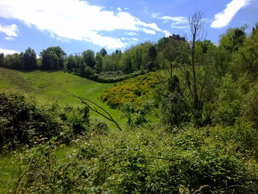 Immagine 3 di Azienda agricola in vendita  a Montaione