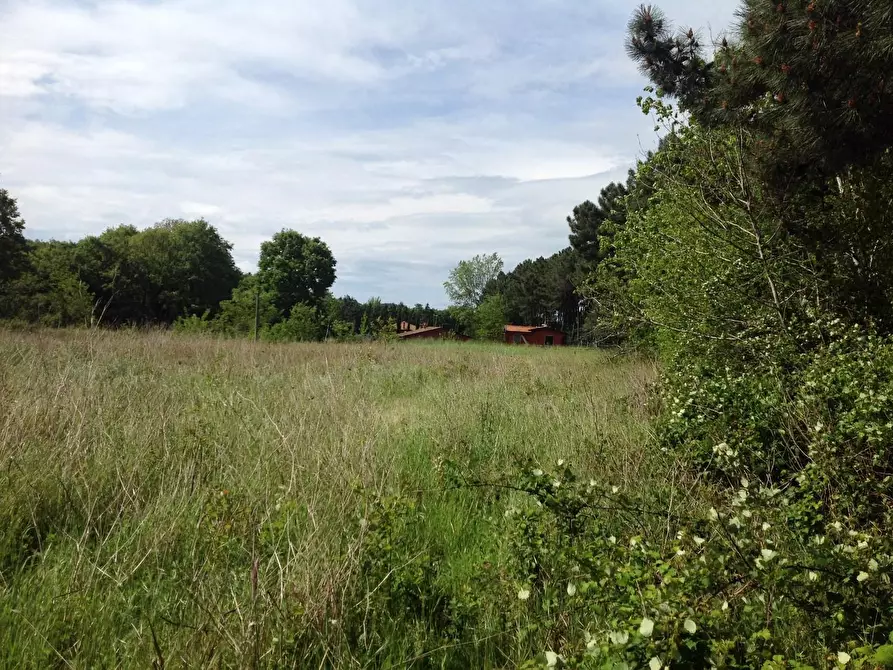 Immagine 6 di Azienda agricola in vendita  a Montaione