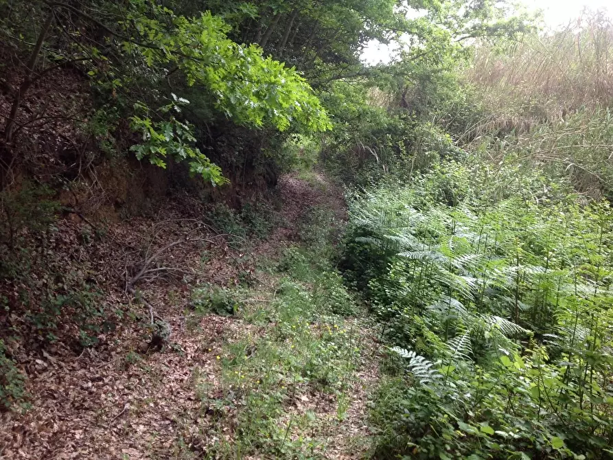 Immagine 21 di Azienda agricola in vendita  a Montaione